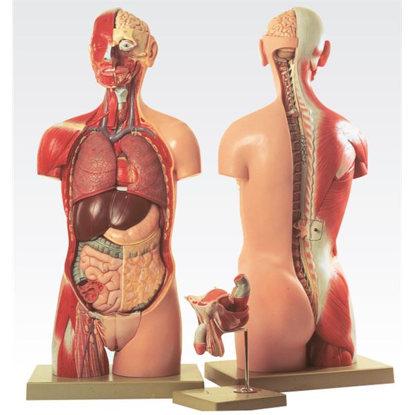 トルソ人体モデル／人体解剖模型 【20分解】 J-113-3【代引不可】
